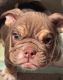 English Bulldog Puppies for sale in Tulsa, OK, USA. price: $4,500