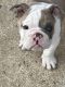 English Bulldog Puppies for sale in Argyle, TX 76226, USA. price: NA