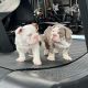 English Bulldog Puppies for sale in Ohio City, OH 45874, USA. price: $1,100