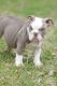 English Bulldog Puppies for sale in New Orleans, LA, USA. price: $2,500