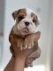 English Bulldog Puppies for sale in Raleigh, NC, USA. price: $600