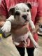 English Bulldog Puppies for sale in Dallas, TX, USA. price: $600