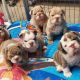 English Bulldog Puppies for sale in Toronto, ON, Canada. price: $400