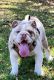 English Bulldog Puppies for sale in Fullerton, CA 92833, USA. price: $5,000