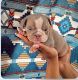 English Bulldog Puppies for sale in Owings Mills, MD, USA. price: NA