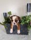English Bulldog Puppies for sale in Shipshewana, IN 46565, USA. price: $2,000