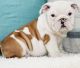 English Bulldog Puppies for sale in Chicago, IL, USA. price: $450