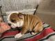 English Bulldog Puppies for sale in Whitwell, TN 37397, USA. price: $1,800