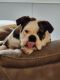 English Bulldog Puppies for sale in Ruskin, FL, USA. price: NA