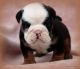 English Bulldog Puppies for sale in Winnsboro, TX 75494, USA. price: NA