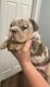 English Bulldog Puppies for sale in Las Vegas, NV, USA. price: NA