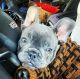 English Bulldog Puppies for sale in Fresno, CA 93888, USA. price: NA