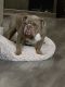 English Bulldog Puppies for sale in Fontana, CA, USA. price: $1,000