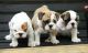 English Bulldog Puppies for sale in Atlanta, GA, USA. price: $400