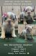 English Bulldog Puppies for sale in 4430 Heather Cir, Chino, CA 91710, USA. price: $6,500