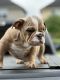 English Bulldog Puppies for sale in Houston, TX, USA. price: $2,500