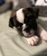 English Bulldog Puppies for sale in Midland, TX, USA. price: NA