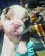 English Bulldog Puppies for sale in Philadelphia, PA, USA. price: NA