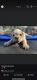 English Bulldog Puppies for sale in Hondo, TX 78861, USA. price: NA