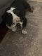 English Bulldog Puppies for sale in Ashland City, TN 37015, USA. price: $2,800