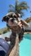 English Bulldog Puppies for sale in Riverside, CA, USA. price: $4,000