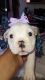 English Bulldog Puppies for sale in Roanoke, VA, USA. price: $2,000