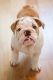 English Bulldog Puppies for sale in Egg Harbor Township, NJ 08234, USA. price: NA