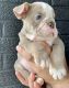 English Bulldog Puppies for sale in Indianapolis, IN, USA. price: $3,200