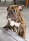 English Bulldog Puppies for sale in Davenport, FL, USA. price: $2,000