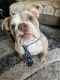 English Bulldog Puppies for sale in Vista, CA, USA. price: $3,999