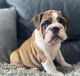 English Bulldog Puppies for sale in Hollywood, Los Angeles, CA, USA. price: $900