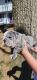 English Bulldog Puppies for sale in Preston, CT, USA. price: $4,500