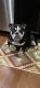 English Bulldog Puppies for sale in Glen Burnie, MD, USA. price: $3,000
