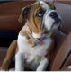 English Bulldog Puppies for sale in Mesa, AZ, USA. price: $2,500