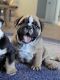 English Bulldog Puppies for sale in Groveland, FL, USA. price: NA