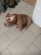 English Bulldog Puppies for sale in Elizabeth, NJ, USA. price: NA