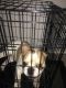 English Bulldog Puppies for sale in Whitney, NV, USA. price: NA