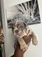 English Bulldog Puppies for sale in Katy, TX, USA. price: $25,005,000