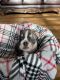 English Bulldog Puppies for sale in Fort Gibson, OK 74434, USA. price: NA