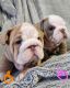 English Bulldog Puppies for sale in Miami, FL, USA. price: $800