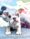 English Bulldog Puppies for sale in Brewster, NY 10509, USA. price: $4,000