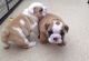 English Bulldog Puppies for sale in Orlando, FL, USA. price: $900