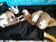 English Bulldog Puppies for sale in Orlando, FL, USA. price: NA