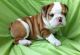English Bulldog Puppies for sale in Orlando, FL, USA. price: NA