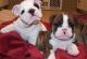English Bulldog Puppies for sale in Orlando, FL, USA. price: $700