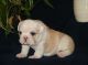 English Bulldog Puppies for sale in Orlando, FL, USA. price: $700