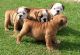 English Bulldog Puppies for sale in Orlando, FL, USA. price: $800