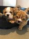 English Bulldog Puppies for sale in New York, NY, USA. price: $350
