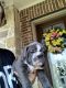 English Bulldog Puppies for sale in The Woodlands, TX, USA. price: $4,000