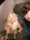 English Bulldog Puppies for sale in Warren, MI, USA. price: $4,500